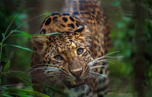 Greens, grass, look, face, Leopard, wild cat