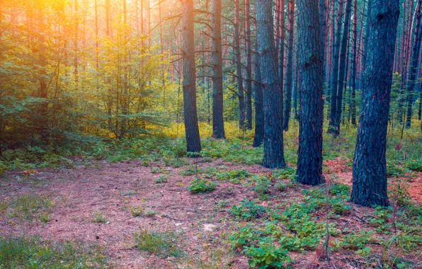 Picture autumn, forest, grass, the sun, trees, the bushes