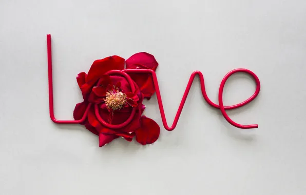Love, roses, petals, red, love, rose, romantic, petals