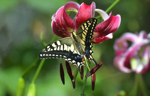 Picture flower, macro, butterfly, Lily, stamens, bokeh, Swallowtail, Lily lovely