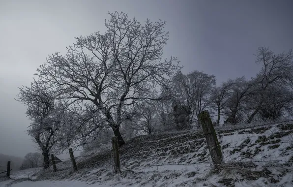 Winter, night, the fence