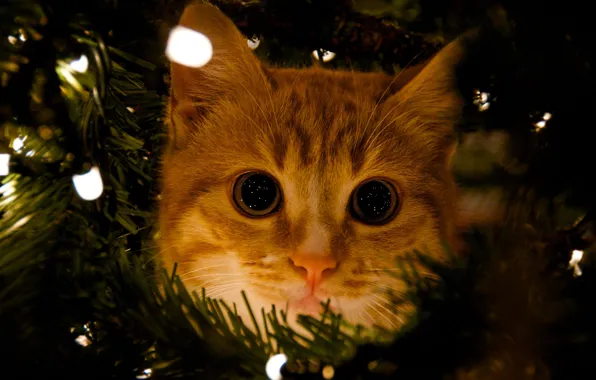 Cat, cat, look, pose, red, Christmas, New year, face