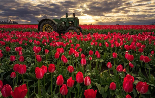 Picture field, dawn, morning, Oregon, tractor, tulips, red, buds
