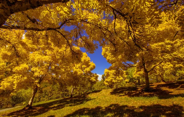Picture autumn, leaves, the sun, trees, yellow, Park, slope
