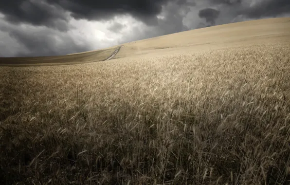 Picture field, summer, ears