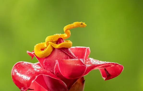 Picture flower, water, drops, nature, snake, Bud