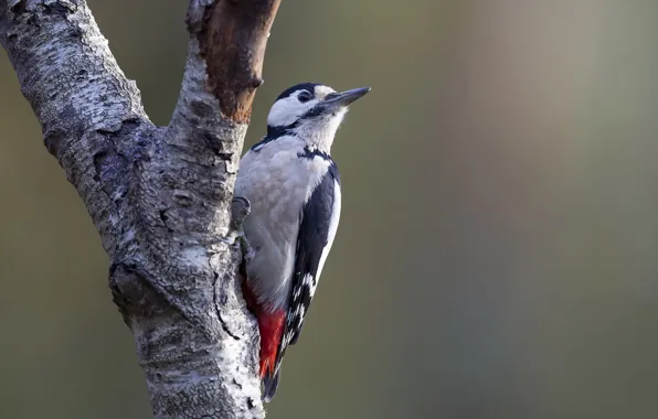 Picture nature, bird, woodpecker
