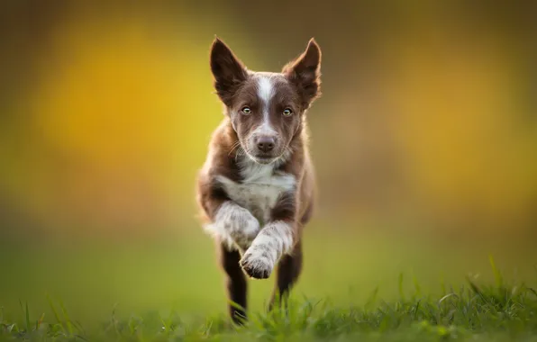 Running, puppy, brown, The border collie, Tissaia ♥