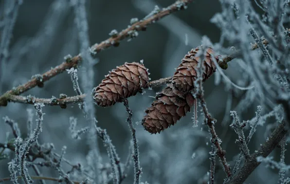 Picture winter, frost, branches, needles, bumps