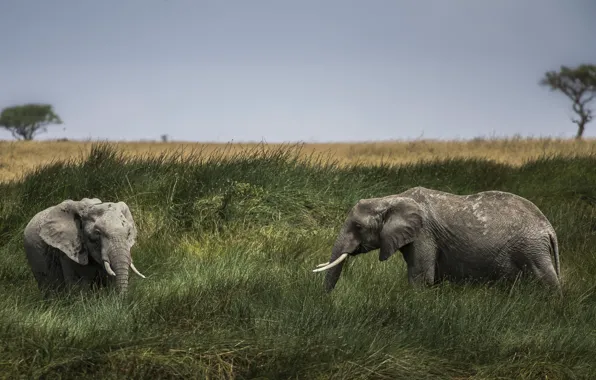 Field, grass, elephant, pair, Savannah, elephants, two elephants