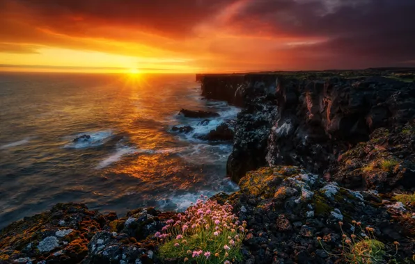 Sunset, flowers, the ocean, rocks, coast, Iceland, Iceland, The Atlantic ocean
