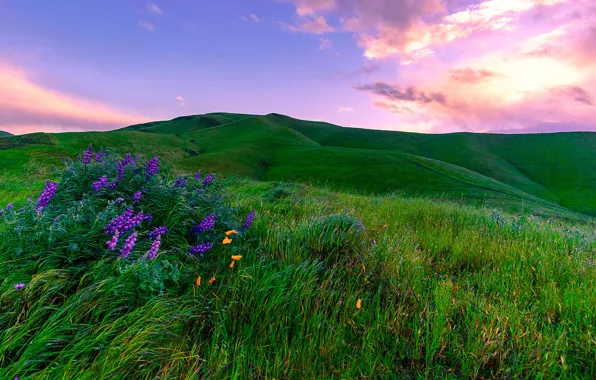 Greens, field, the sky, grass, clouds, flowers, hills, meadow