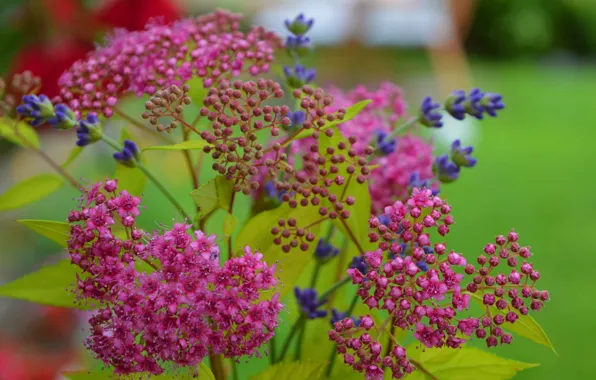 Spring, Flowers, Flowers, Spring