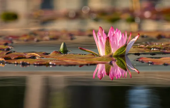 Flower, pond, reflection, pink, pond, bokeh, Nymphaeum, water Lily
