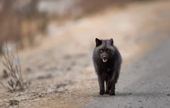 Road, look, face, nature, pose, background, paws, mouth