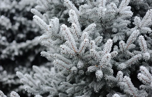 Picture winter, snow, tree, winter, snow, spruce, frost, fir tree