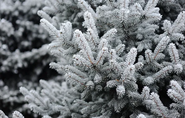 Winter, snow, tree, winter, snow, spruce, frost, fir tree