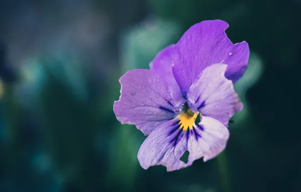 The dark background, Pansy, lilac, bokeh, viola, violet