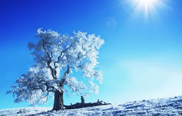 Winter, the sun, snow, trees, nature, tree, landscapes, winter pictures