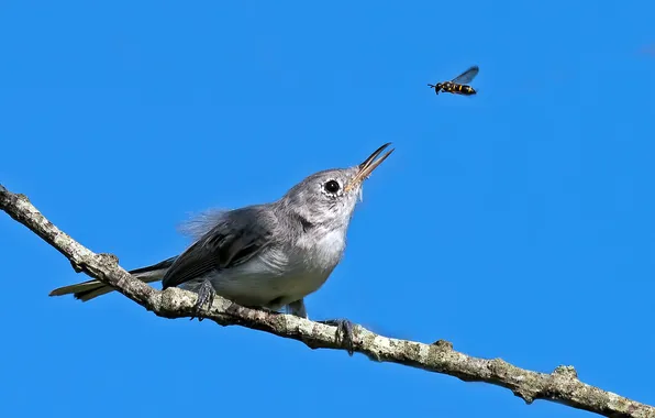 Picture the sky, bird, branch, beak, insect