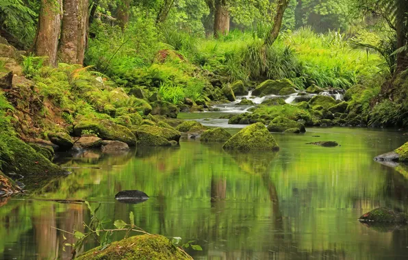 Nature, river, stones, photo, moss, New Zealand, Hatea
