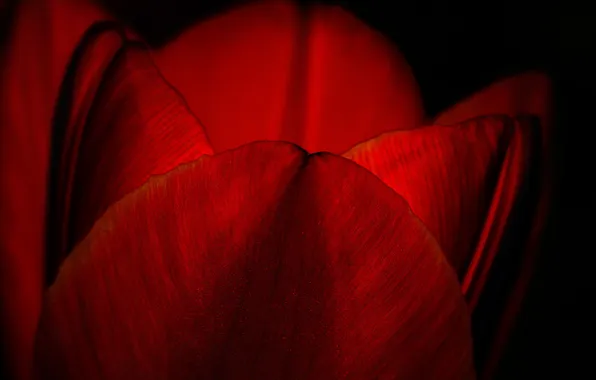 Flowers, nature, petals, tulips