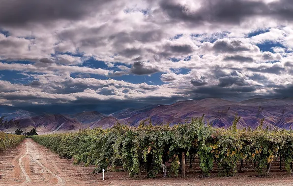 Road, the sky, clouds, mountains, vineyard