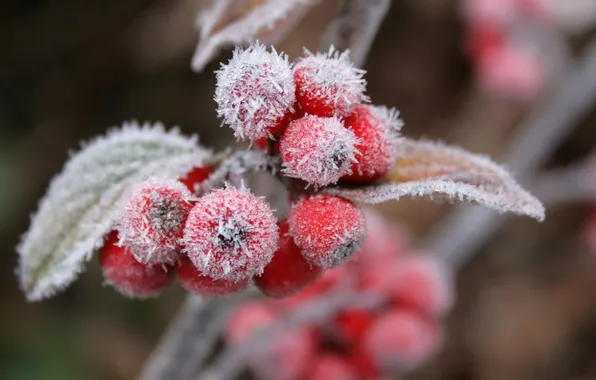 Frost, leaves, nature, berries