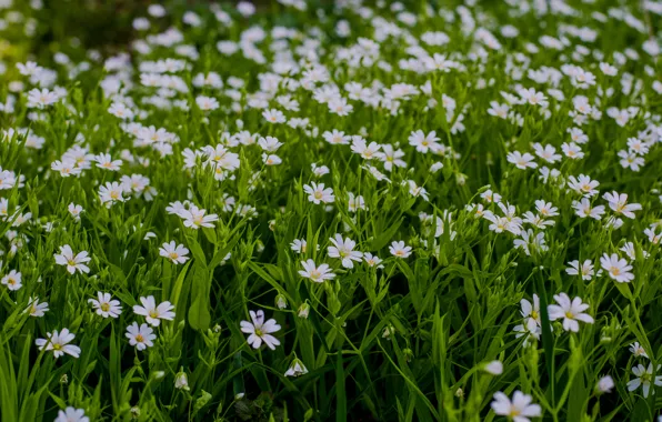 Spring, flowers, Pirogovo, pies