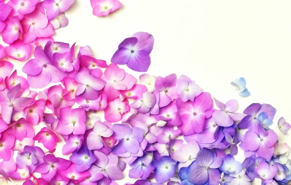 Flowers, background, petals, hydrangea