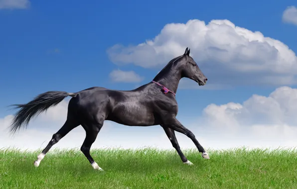 Picture field, summer, grass, clouds, horse, running
