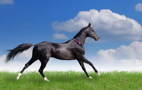 Field, summer, grass, clouds, horse, running