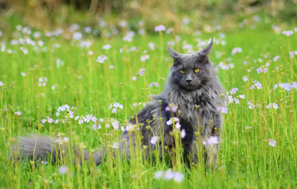 Greens, field, cat, summer, grass, cat, look, face
