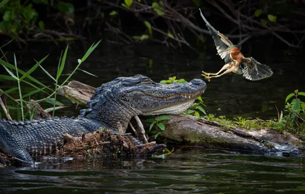 Bird, predator, crocodile, hunting, pond
