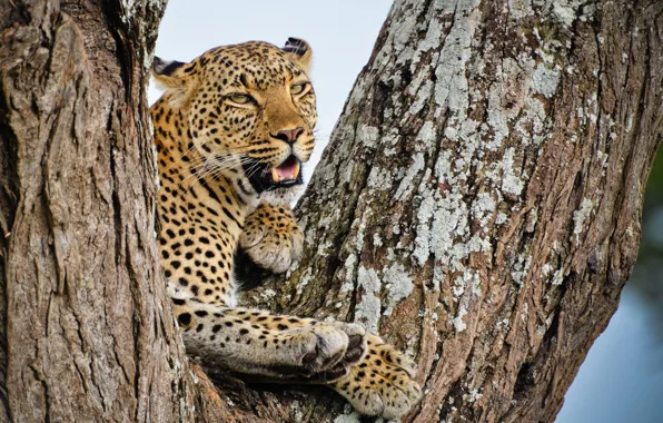 Picture look, tree, stay, predator, leopard, African