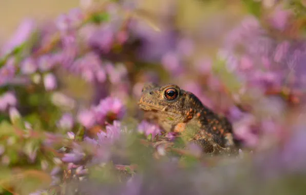 Flowers, frog, toad, bokeh, Heather