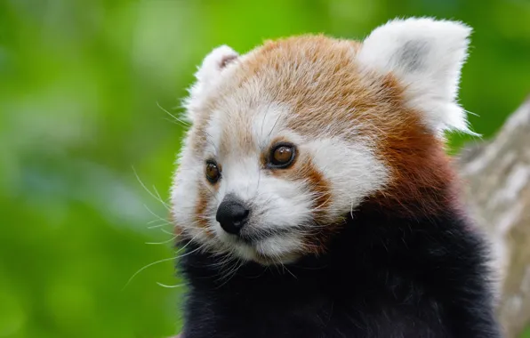 Look, face, close-up, portrait, eyes, red Panda, green background, cute