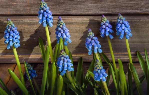 Picture Muscari, Viper onion, Hyacinth mouse