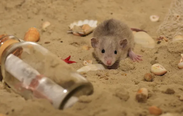 Picture sand, beach, look, background, shore, bottle, mouse, mouse