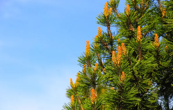 Sky, blue, pine, twig