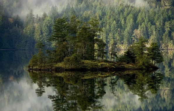 Picture forest, trees, nature, lake, island