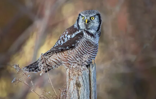 Look, background, owl, bird, post, bokeh