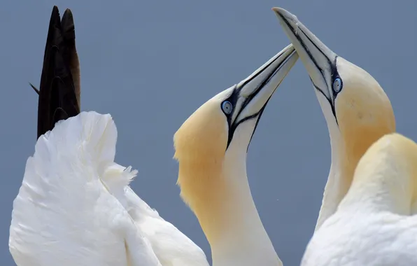 White, bird, pair, the Northern Gannet