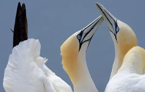Bird, pair, white, the Northern Gannet