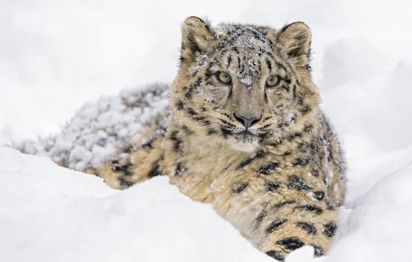 Picture winter, face, snow, predator, lies, IRBIS, snow leopard, cub