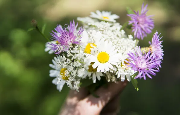 Picture light, flowers, green, background, mood, hand, chamomile, bouquet