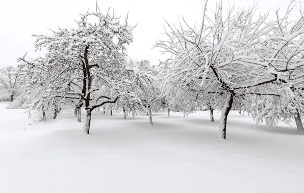 Winter, snow, trees, landscape, winter, landscape, nature, beautiful