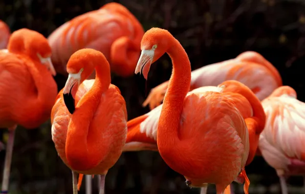 Birds, nature, American Flamingos