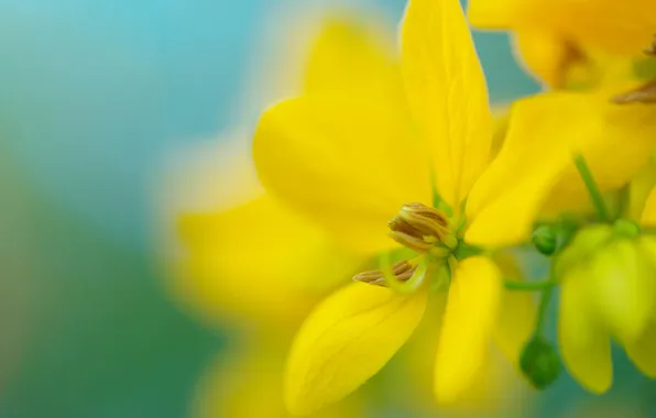 Flower, macro, bright, plant, color, yellow, petals