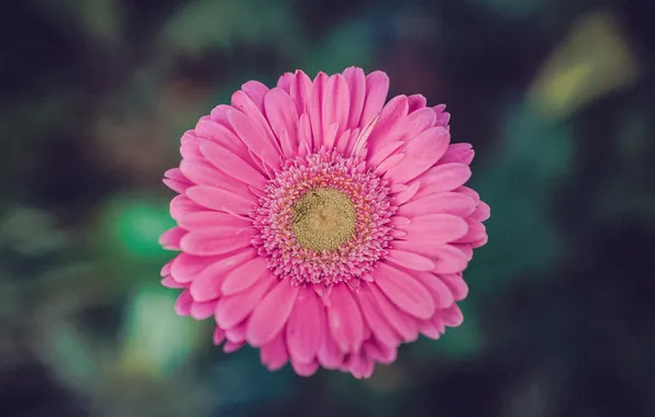 Flowers, petals, pink